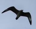 Parasitic Jaeger